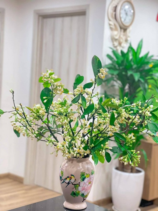 Không chỉ đẹp, hoa bưởi tháng 3 còn đánh thức ở người ta một thú chơi tao nhã dành cho những người thích mùi hương của sự bình yên. 