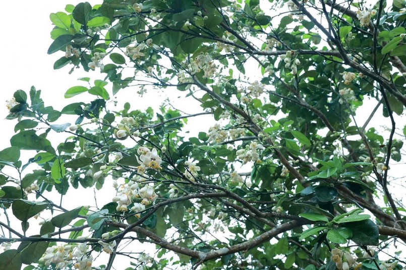 Tháng 3, hoa bưởi nở rộ. Với mùi hương thơm dịu nhẹ, vẻ đẹp giản dị nhưng đầy tinh tế, nhiều người đã chọn hoa bưởi để làm đẹp không gian sống.