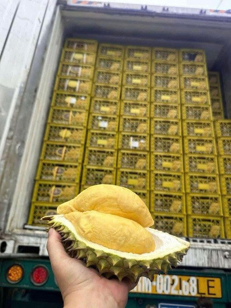 Giá sầu riêng tăng mạnh nhưng đầu ra còn nhiều điều đáng lo