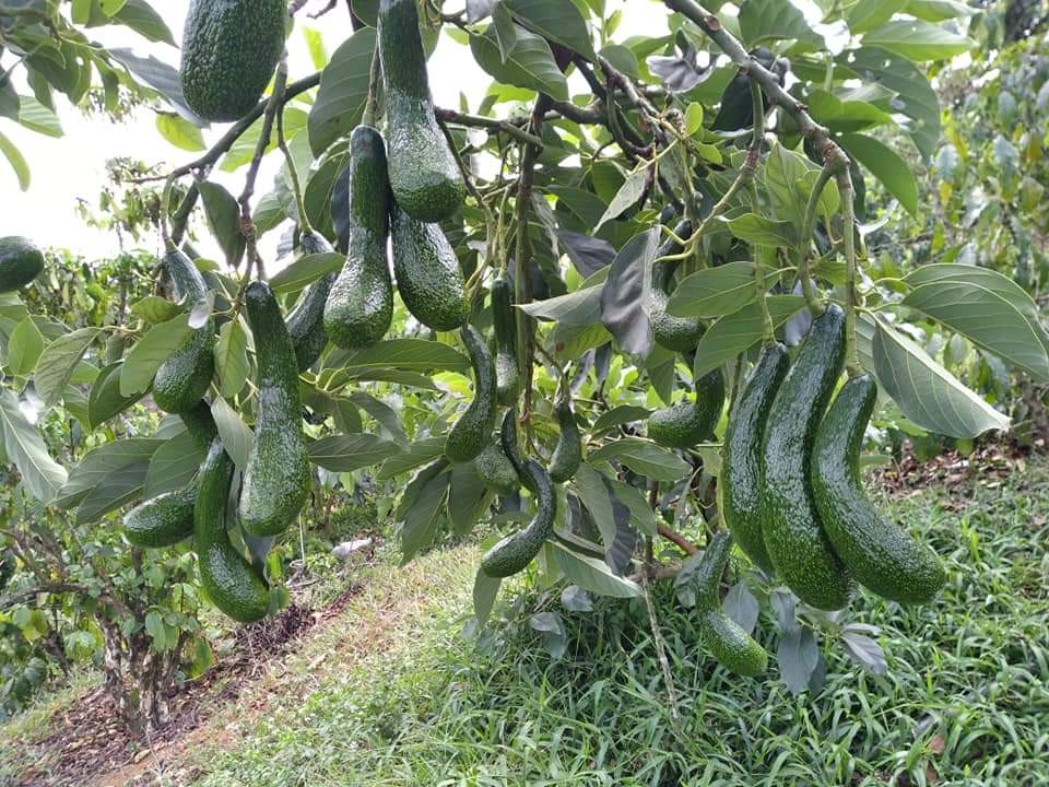 Bơ 034 Đà Lạt nổi tiếng với hương vị thơm béo, cơm vàng mềm mịn, được xem là giống bơ chất lượng, ngon hàng đầu tại Lâm Đồng. 