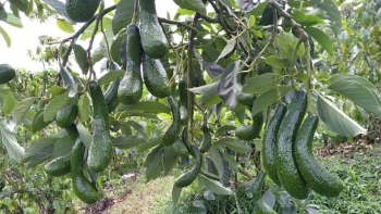 Quảng bá bơ Lâm Đồng trên chuyến bay đi Hàn Quốc