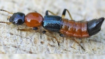 Loét toàn thân do đắp dịch kiến ba khoang chữa ngứa