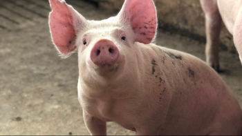 Thị trường heo hơi tiếp chiều đi xuống