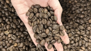 Giá cà phê lao dốc với tốc độ chóng mặt