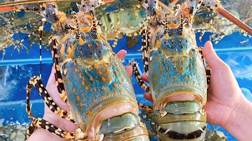 Xuất khẩu tôm hùm sang Trung Quốc vẫn tăng mạnh