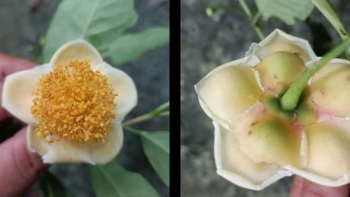 Phát hiện trà mi hoa vàng có giá trị dược liệu cao ở Ninh Thuận