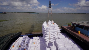 Giá gạo xuất khẩu của Việt Nam tăng nhẹ, vượt qua Ấn Độ