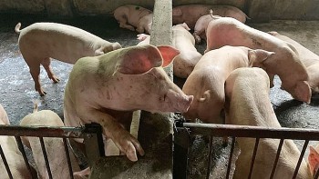 Giá heo hơi giảm mạnh, nhiều nơi chạm đáy 66.000 đồng/kg