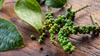 Giá tiêu tuần này được dự báo tiếp tục tăng