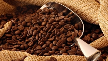 Cà phê xuất khẩu năm 2025 có thể đạt kỷ lục 8 tỷ USD