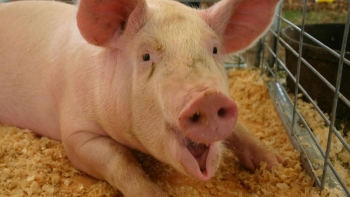 Giá heo hơi chưa dứt đà giảm