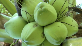 Giá dừa tăng vùn vụt, vì sao doanh nghiệp xuất khẩu chưa vui?