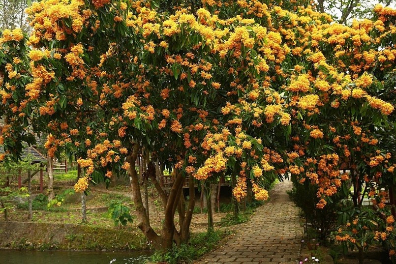 Ngắm hoa rì rừng nhuộm vàng đại ngàn phía tây Đà Nẵng