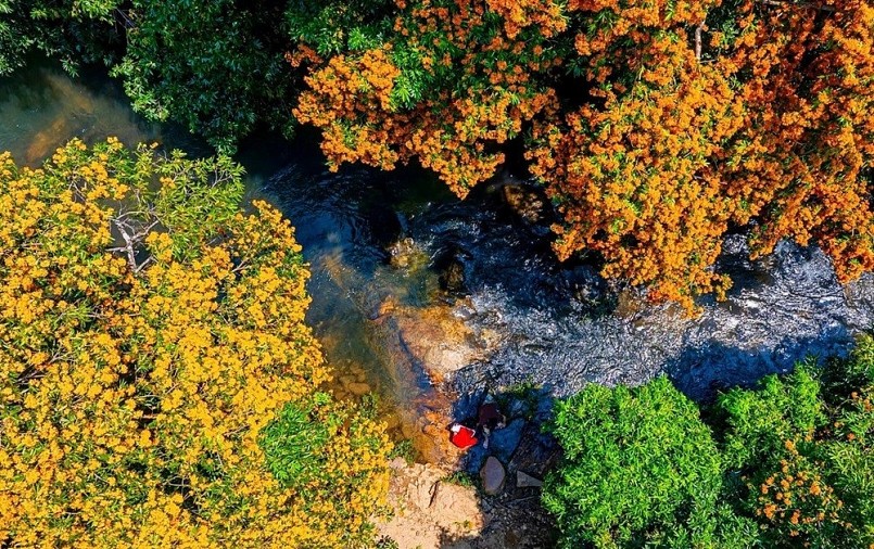 Ngắm hoa rì rừng nhuộm vàng đại ngàn phía tây Đà Nẵng