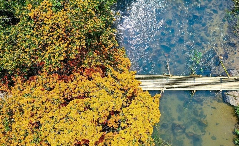 Ngắm hoa rì rừng nhuộm vàng đại ngàn phía tây Đà Nẵng