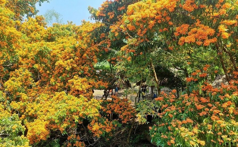 Ngắm hoa rì rừng nhuộm vàng đại ngàn phía tây Đà Nẵng