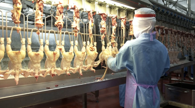 Singapore chính thức mở cửa thị trường một số sản phẩm thịt và trứng gia cầm từ Việt Nam