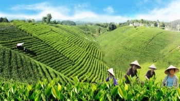 Hà Nội và Thái Nguyên liên kết phát triển văn hóa trà và tuyến đường sắt