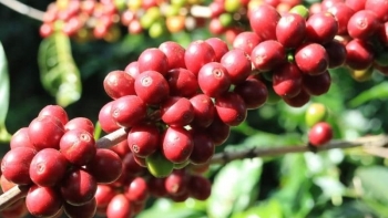 Giá cà phê trong nước ngược chiều thế giới
