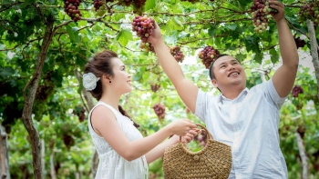 Tiềm năng phát triển Nho Ninh Thuận từ du lịch trải nghiệm