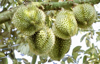 Cần chiến lược dài hơi để xuất khẩu rau quả "đi được đường dài"