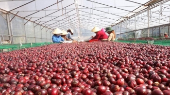 Đạt hơn tỷ USD trong tháng 3, xuất khẩu cà phê hướng tới kỷ lục 8 – 10 tỷ USD