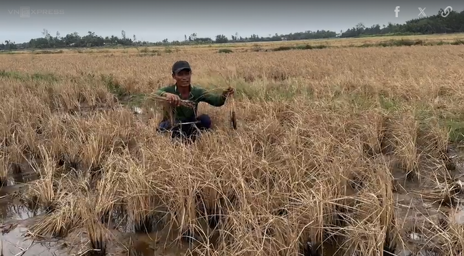 Lúa bị thiệt hại - Ảnh cắt từ video Báo điện tử VnExpress. Lúa bị thiệt hại - Ảnh cắt từ video Báo điện tử VnExpress.