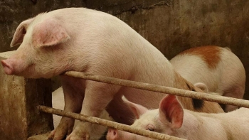 Giá heo hơi tăng giảm trái chiều tại ba miền