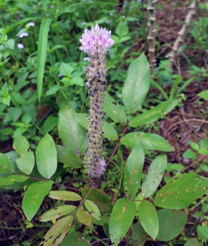 Cây đuôi chồn và những bài thuốc chữa bệnh