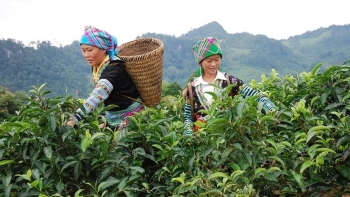 Yên Bái khẳng định vị thế nông sản trên bản đồ thế giới