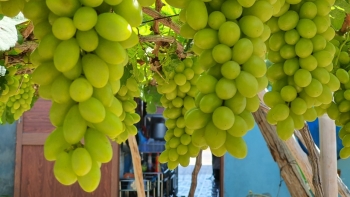 Nho xanh không chỉ ngon mà còn mang đến nhiều lợi ích cho sức khỏe