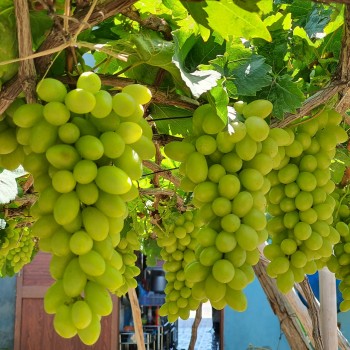 Nho xanh không chỉ ngon mà còn mang đến nhiều lợi ích cho sức khỏe