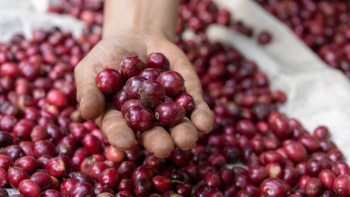 Giá cà phê diễn biến kịch tính trên sàn