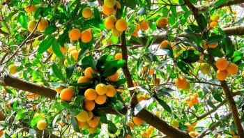 Xác lập kỷ lục 135 món ẩm thực chế biến từ thanh trà