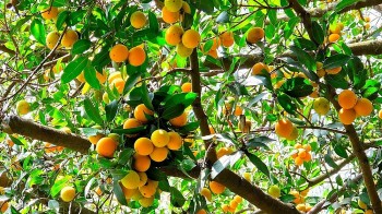 Xác lập kỷ lục 135 món ẩm thực chế biến từ thanh trà