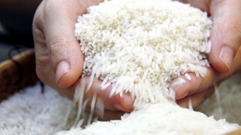 Làm gì để phát triển hạt gạo Việt Nam bền vững?