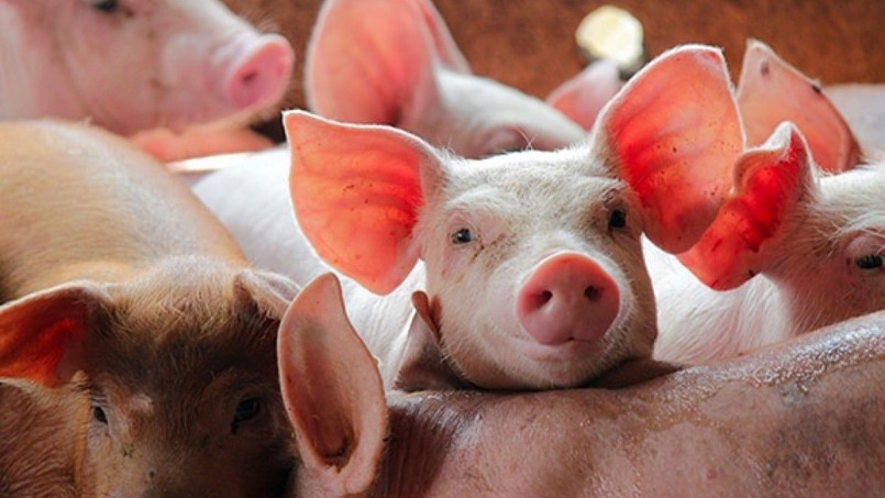 Giá heo hơi bật tăng tại nhiều địa phương Giá heo hơi bật tăng tại nhiều địa phương