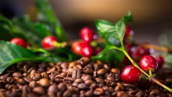 Giá cà phê đang ở mức thấp nhất trong 3 tháng qua