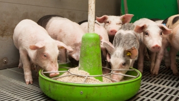 Đà giảm giá heo hơi có thể kết thúc trong tuần này?