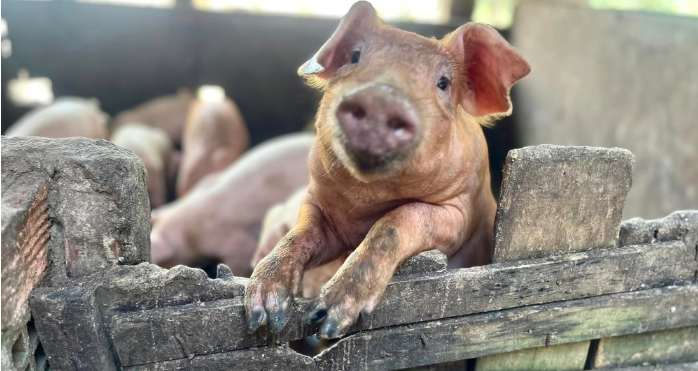 Giá heo hơi tiếp tục xu hướng tích cực