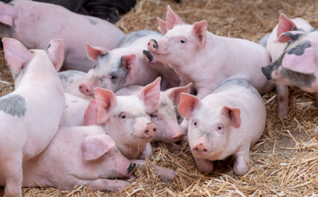 Giá heo hơi tiếp tục xu hướng tích cực
