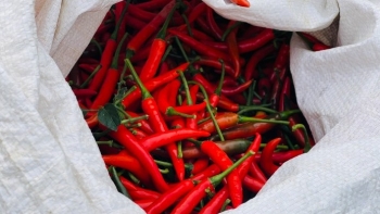 Trung Quốc tiêu thụ mạnh, giá ớt tăng gấp 10 lần năm ngoái