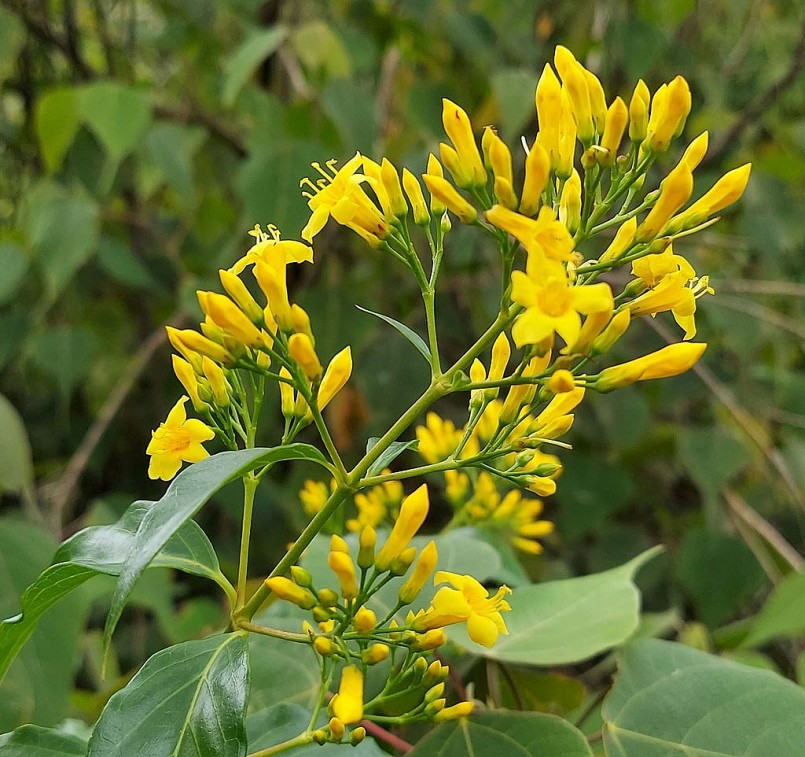 Lá nogns. (Ảnh minh họa)