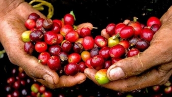 Giá cà phê giảm kỷ lục trong bối cảnh leo thang thương chiến