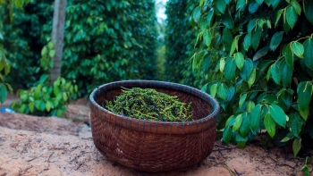 Giá tiêu ảnh hưởng thế nào trước thuế đối ứng của Mỹ?