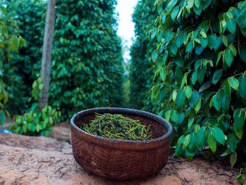 Giá tiêu ảnh hưởng thế nào trước thuế đối ứng của Mỹ?