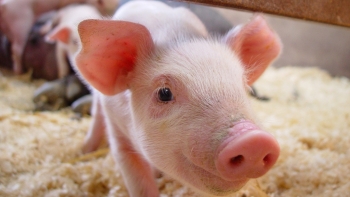 Giá heo hơi tăng 1.000 đồng/kg tại một số địa phương
