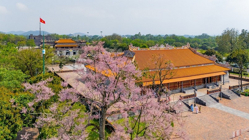 Chiêm ngưỡng hoa ngô đồng khoe sắc giữa chốn Hoàng cung Huế