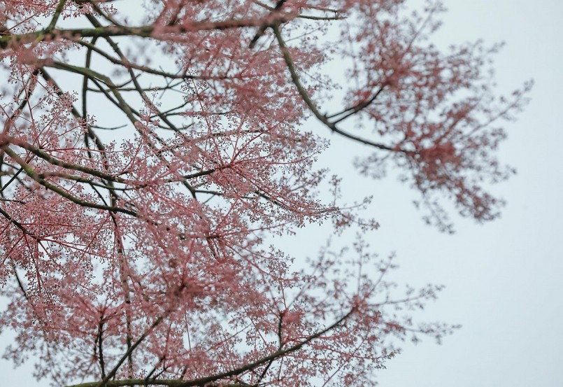 Chiêm ngưỡng hoa ngô đồng khoe sắc giữa chốn Hoàng cung Huế