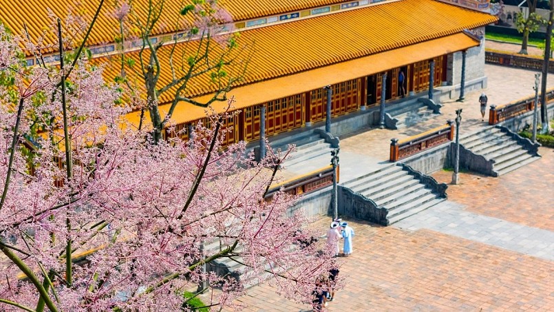 Chiêm ngưỡng hoa ngô đồng khoe sắc giữa chốn Hoàng cung Huế